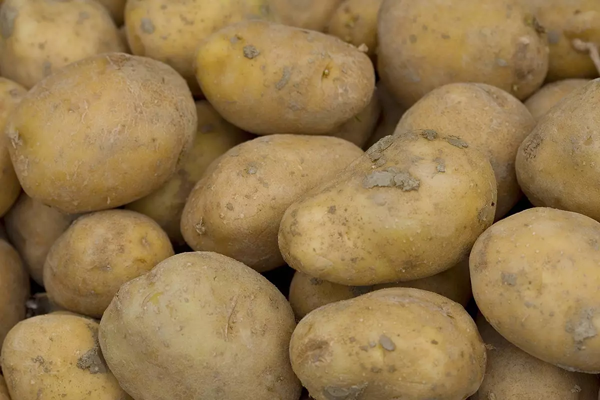 В Западном Казахстане открылся новый картофелехранилище и овощехранилище.