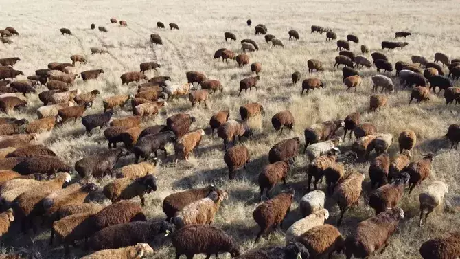 Казахстан намерен экспортировать скот в 42 страны.