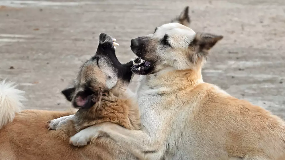 Бездомные стаи: жители Атырауской области опасаются за свою безопасность