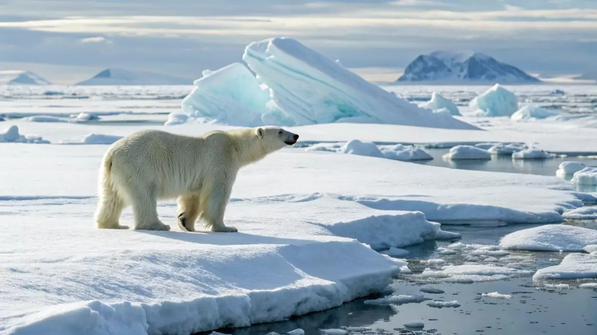 Белые медведи учатся жить безо льда – но времени у них всё меньше