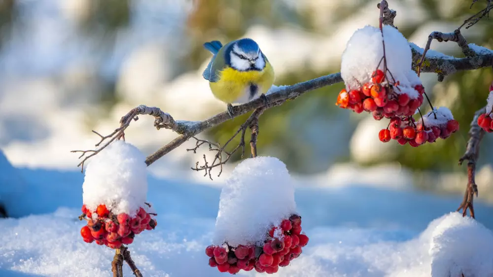 Опасный ветер и резкое похолодание в Казахстане: подробный прогноз на неделю