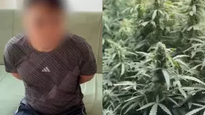 Алматыда ЖҚАЖ қызметкері тұрғын үйден фитозертхананы анықтады 