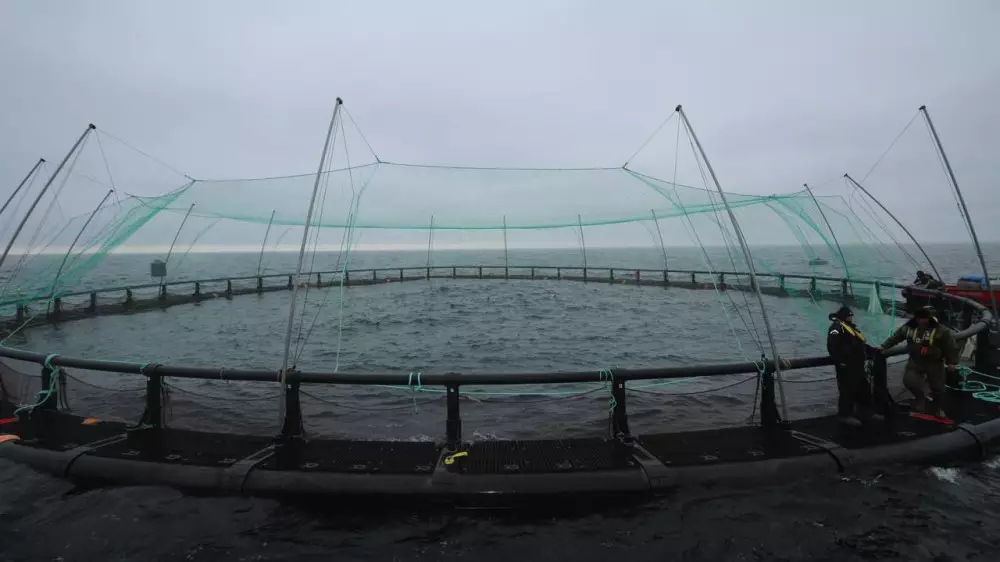 Аким Мангистауской области посетил первую в регионе морскую рыбоводческую ферму