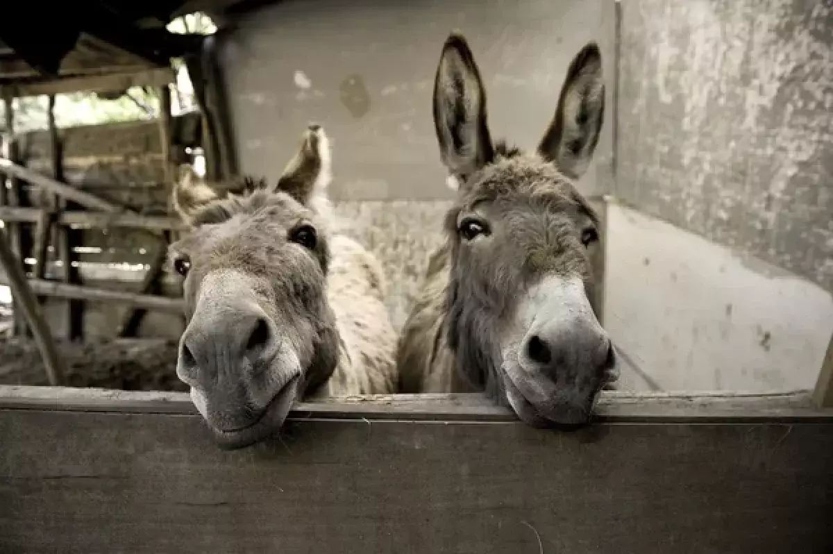 «Король ослов»: мужчина бросил успешную карьеру, посвятив себя животным