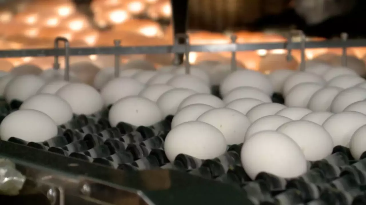 Ввоз куриных яиц временно запретили в Казахстане