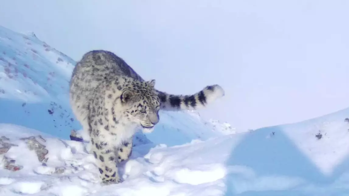 Қар барысына GPS құрылғысы орнатылды