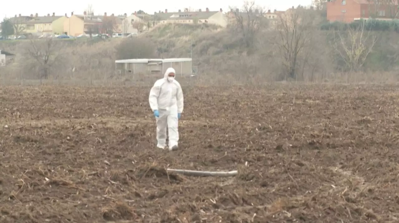 Пеликанов уничтожили из-за птичьего гриппа в зоопарке Лейпцига