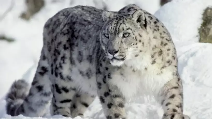 Қар барысына GPS құрылғысы орнатылды