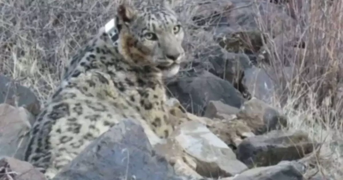  Қар барысына GPS құрылғысы орнатылды 