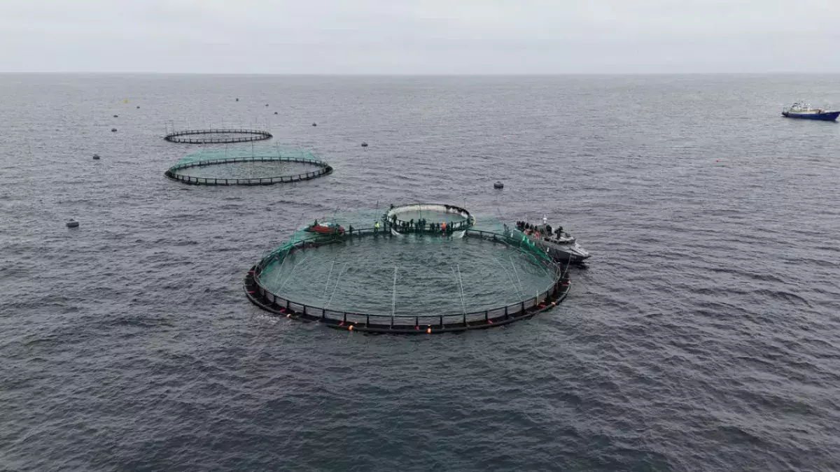 Казахстан запустил первую в Центральной Азии морскую рыбоводческую ферму.