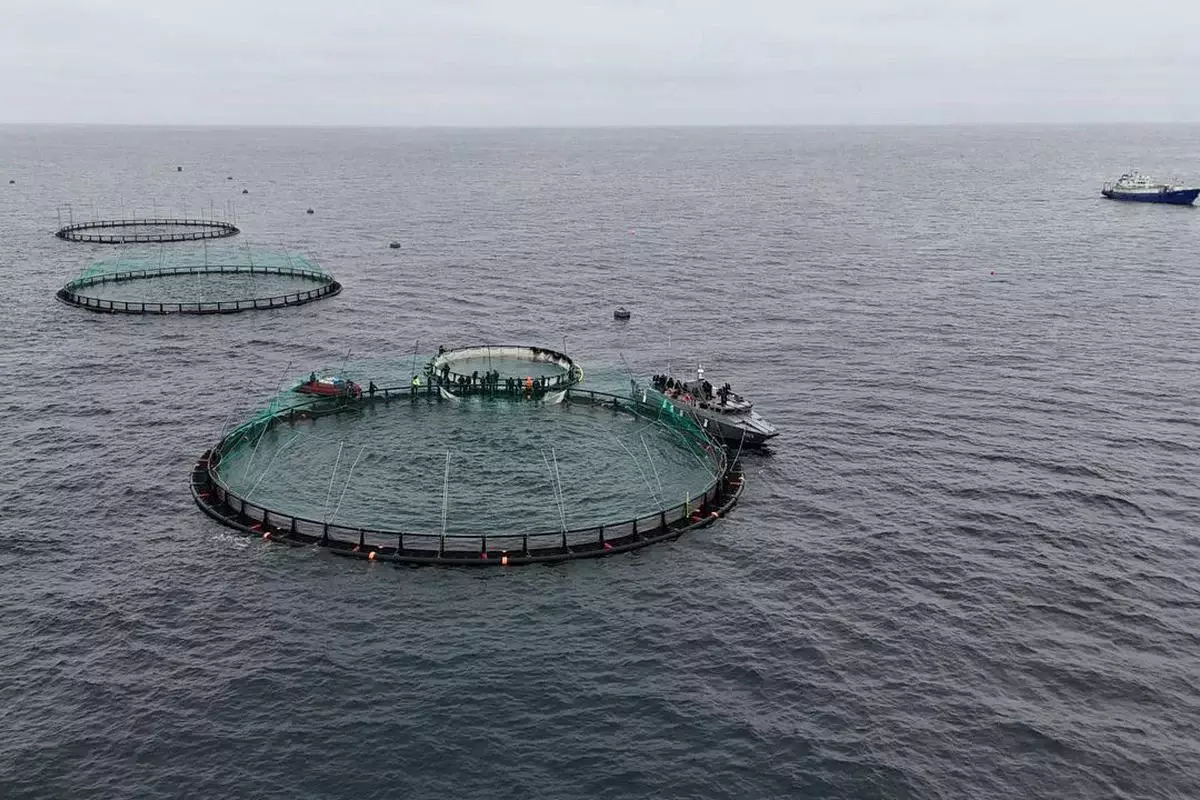 Первая в Центральной Азии морская рыбоводческая ферма работает в Мангистау