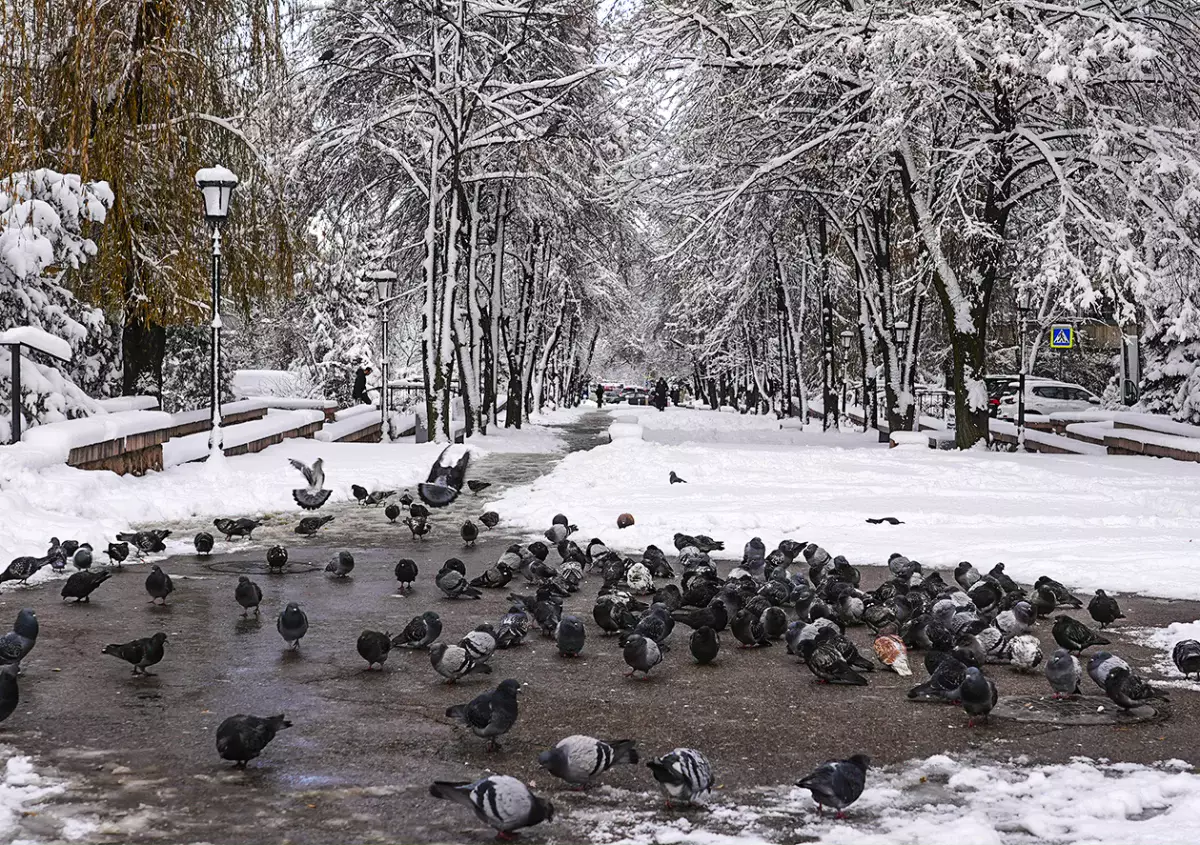Қар, көктайғақ, бұрқасын: бүгінгі ауа райы болжамы қандай