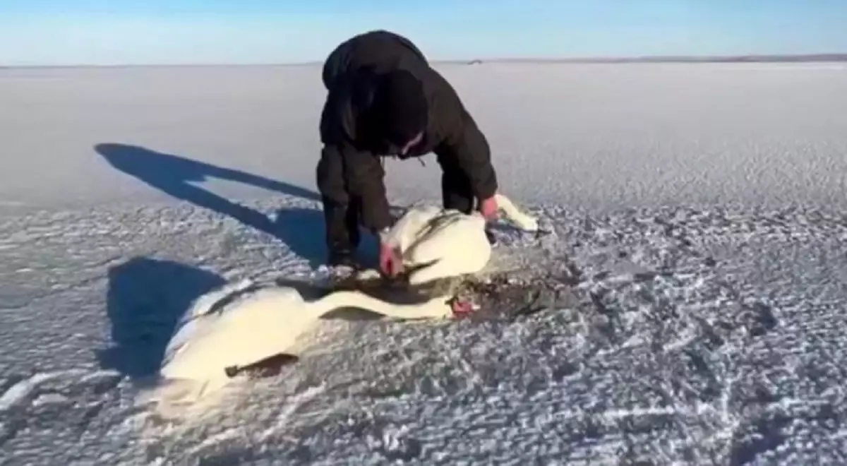 Двое акмолинцев в степи спасли замерзающих лебедей