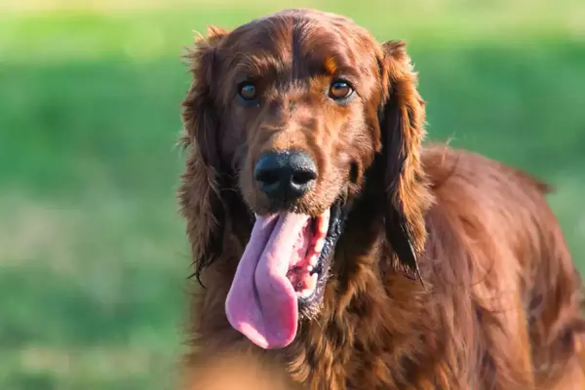 Язык длиной в 20 см: пес из США установил мировой рекорд