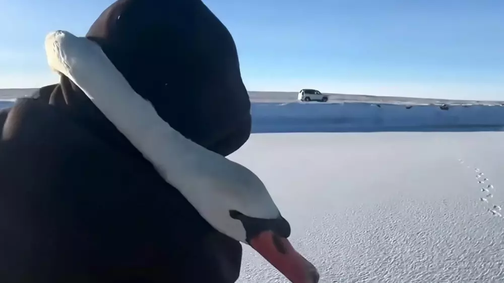 Видео спасения лебединой пары растрогало казахстанцев
