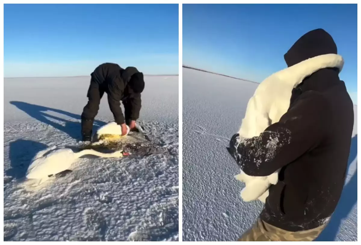 "Аталығы жұбын мұзда тастап кете алмаған": Желіде қос аққуды құтқарған қазақстандықтың видеосы жұрттың жүрегін елжіретті