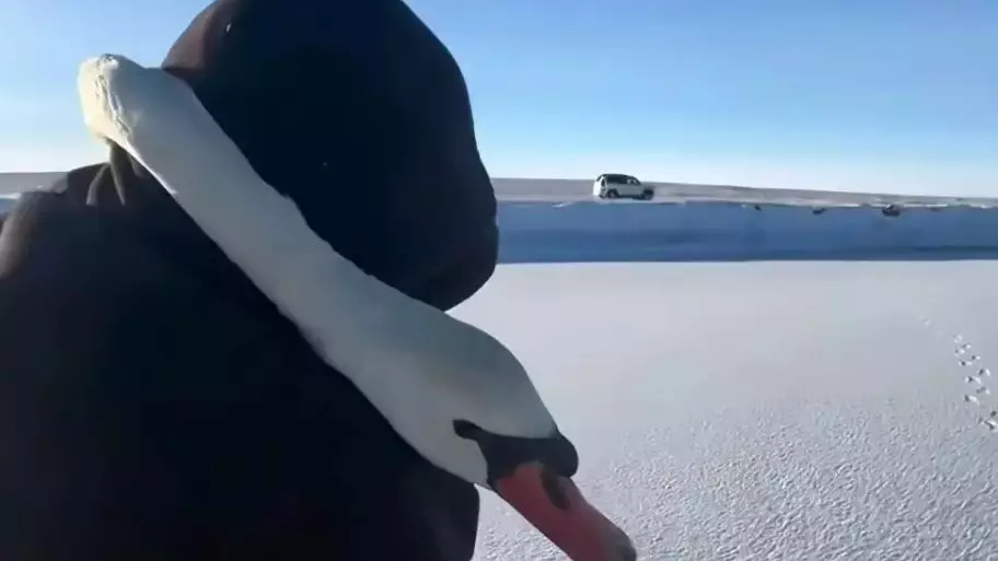 Аққуларды құтқарған ер адам желі жұлдызына айналды