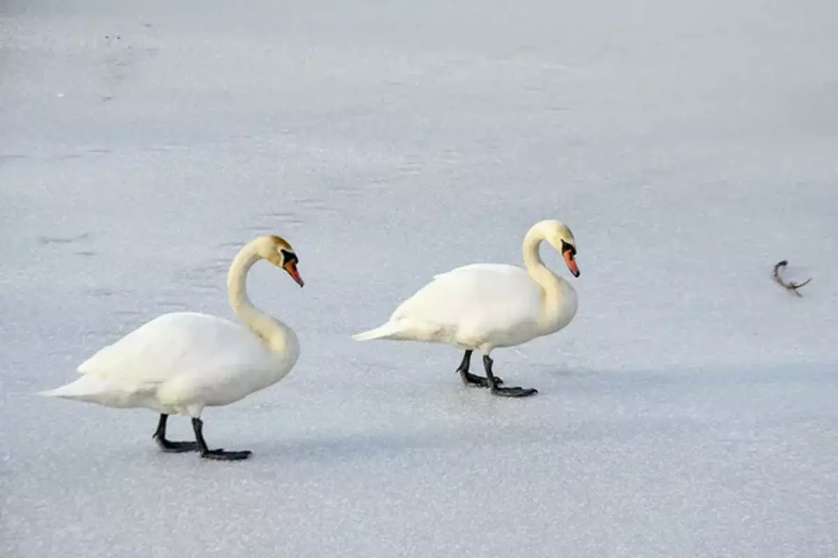 Сыңарын тастап кете алмаған: Баянауылда үсіп қалған аққулар құтқарылды