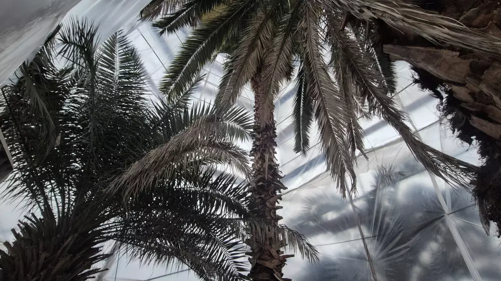 В Алматы замерзают пальмы. Как люди погубили растения и почему это важно