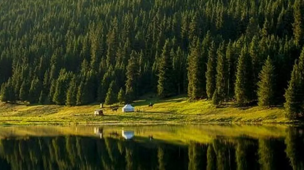 Казахстан увеличил площадь лесов на 777 тысяч гектаров за пять лет