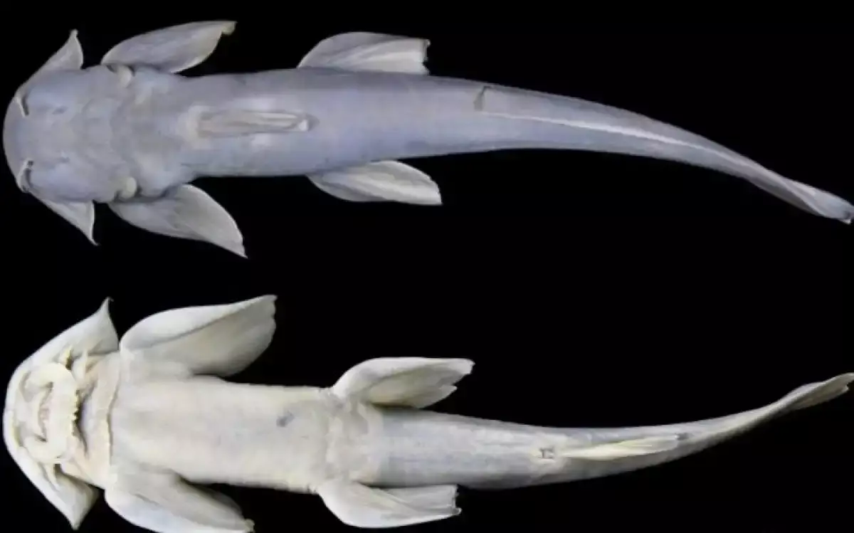 Тибет тауларында балықтың жаңа түрі табылды