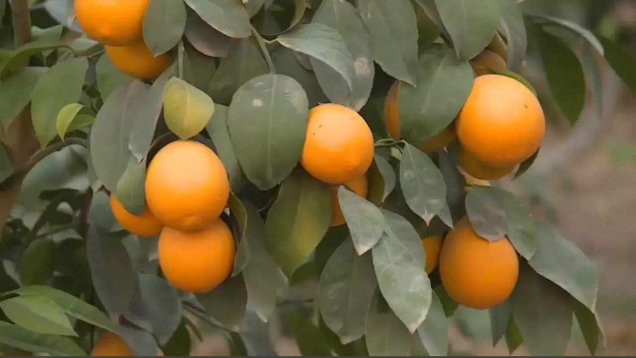 Урожай лимонов в 1200 тонн ожидают в Туркестанской области