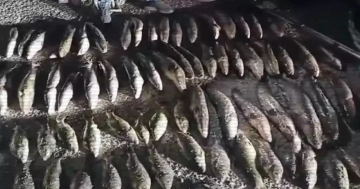  640 келі балық аулаған браконьерлер сотталды 