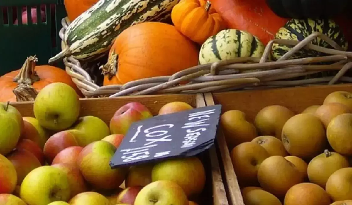 Шымкентте ауыл шаруашылығы қарқынды дамып, ірі инвестициялық жобалар жүзеге асып жатыр