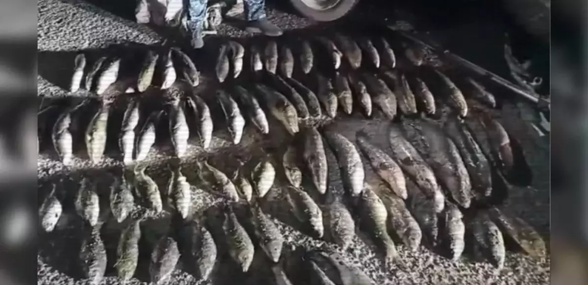 Ақмола облысында 640 келі балық аулаған браконьерлер сотталды