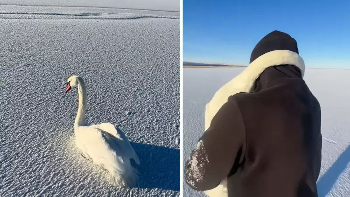 Казахстанец спас двух примерзших лебедей: птица прижалась к нему на руках (ВИДЕО)