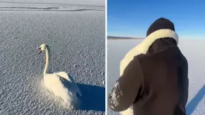 Желіде қос аққуды құтқарған қазақстандықтың видеосы жұрттың жүрегін елжіретті (ВИДЕО)