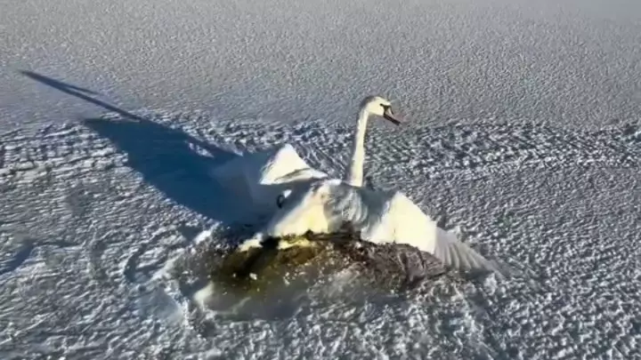 Сыңарын тастамаған аққу: Мұзға жабысып қалған құсты тұрғындар құтқарды