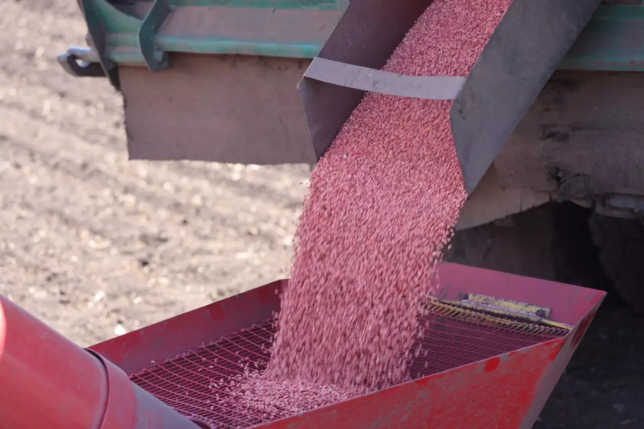 Красноярское зерно пользуется спросом в Беларуси, Китае и Казахстане