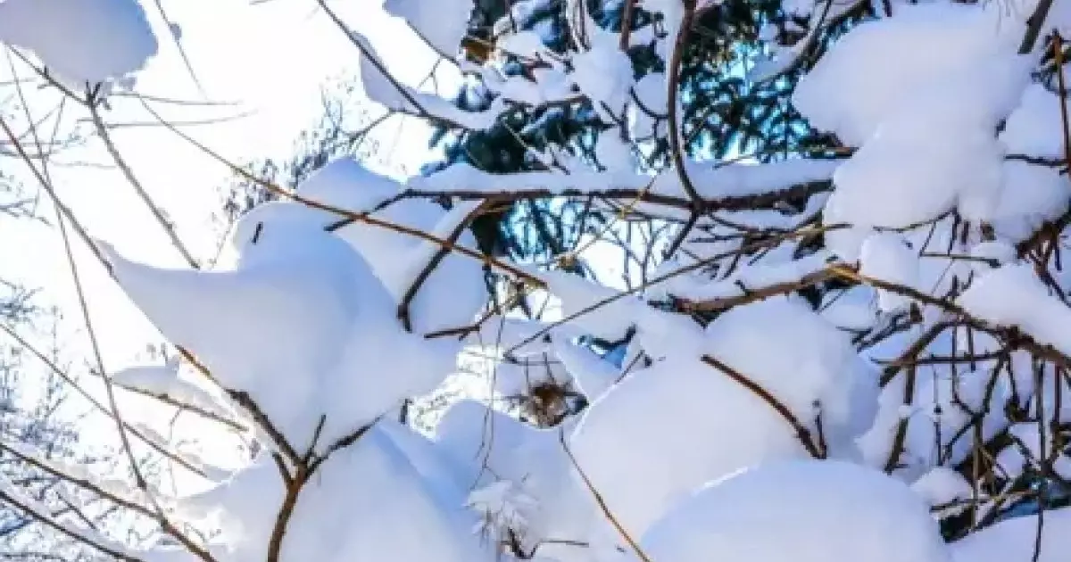  Алдағы күндері 28 градус аяз болады 