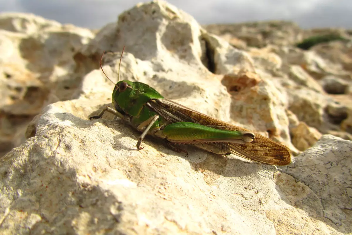 ФАО передала Казахстану оборудование для усиления борьбы с саранчой