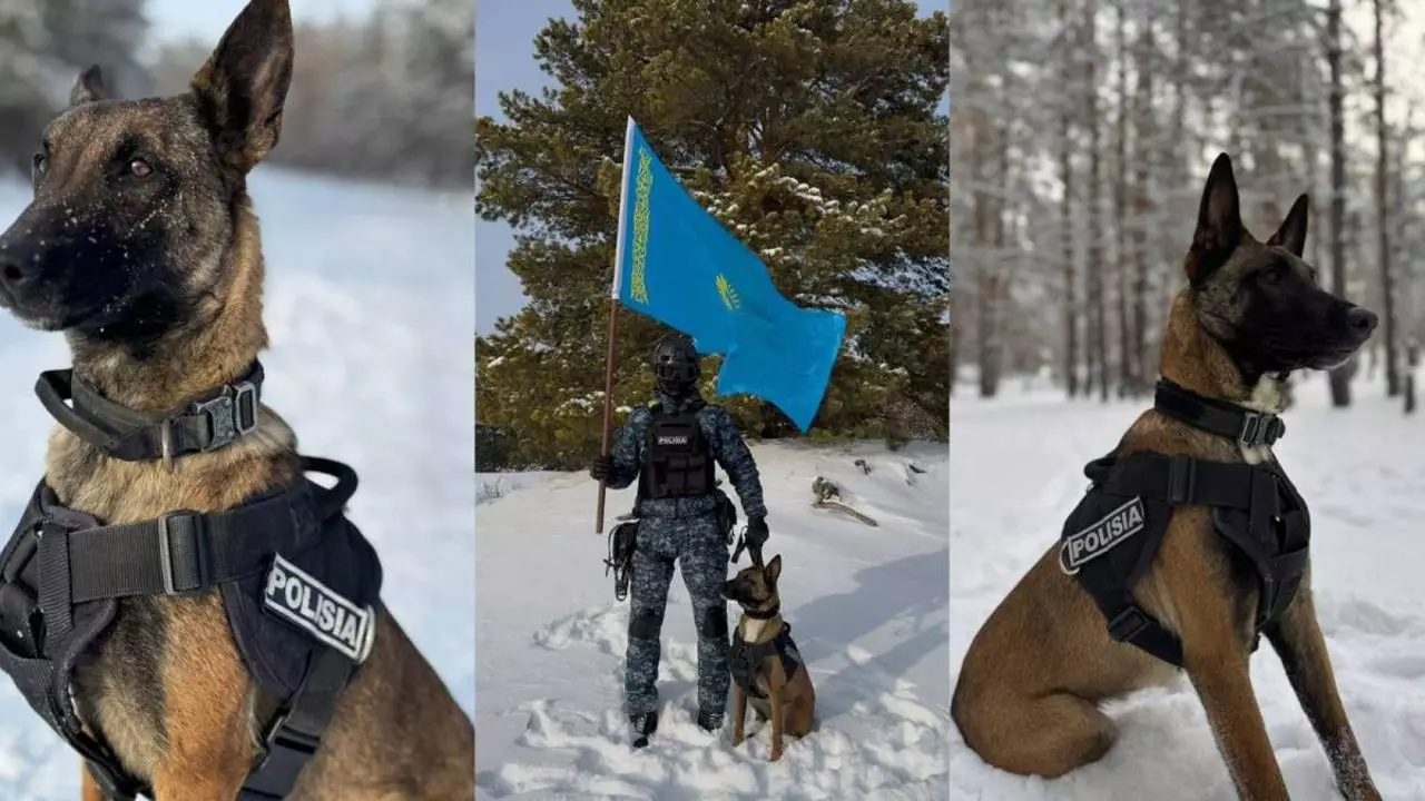 28 преступлений раскрыли служебные собаки в области Абай