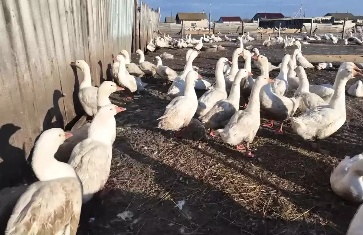 Вспышка пастереллёза: житель СКО пытался вывезти на продажу крупную партию гусиного мяса