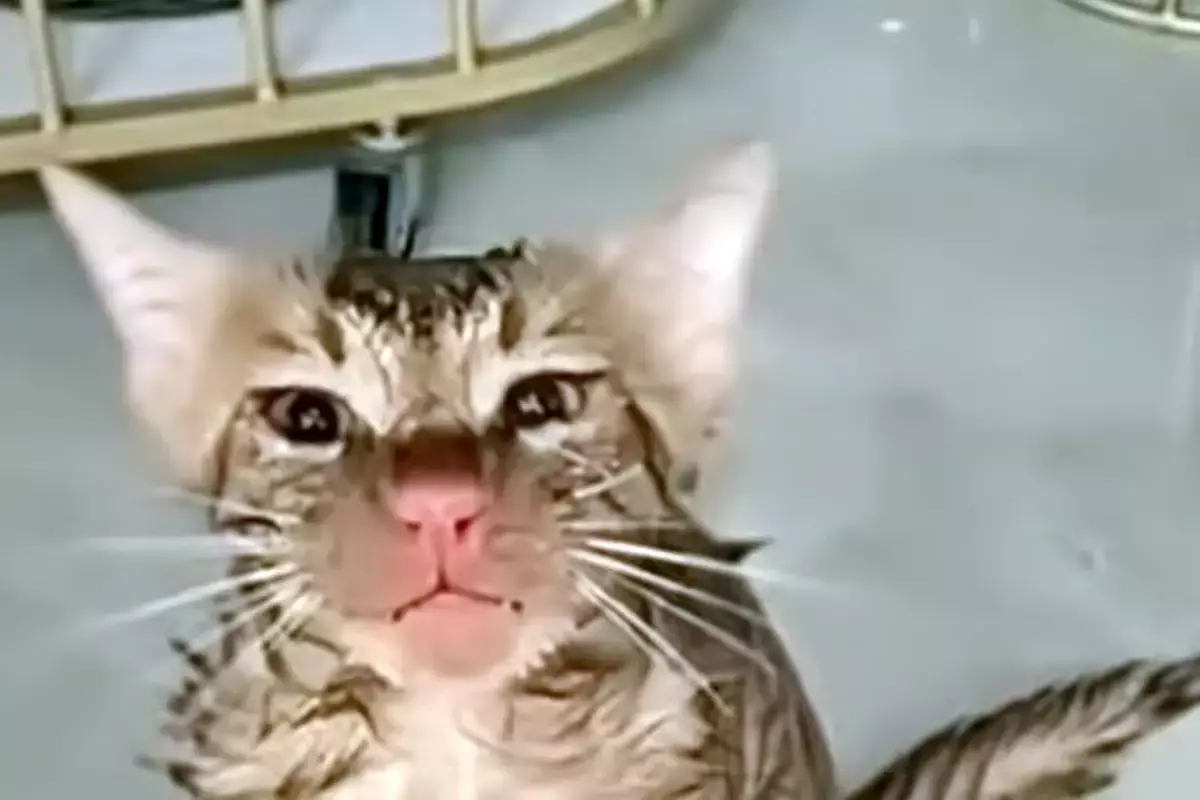 Кот выжил после стирки в работающей машине - новости на Lada.kz 15.12.2025