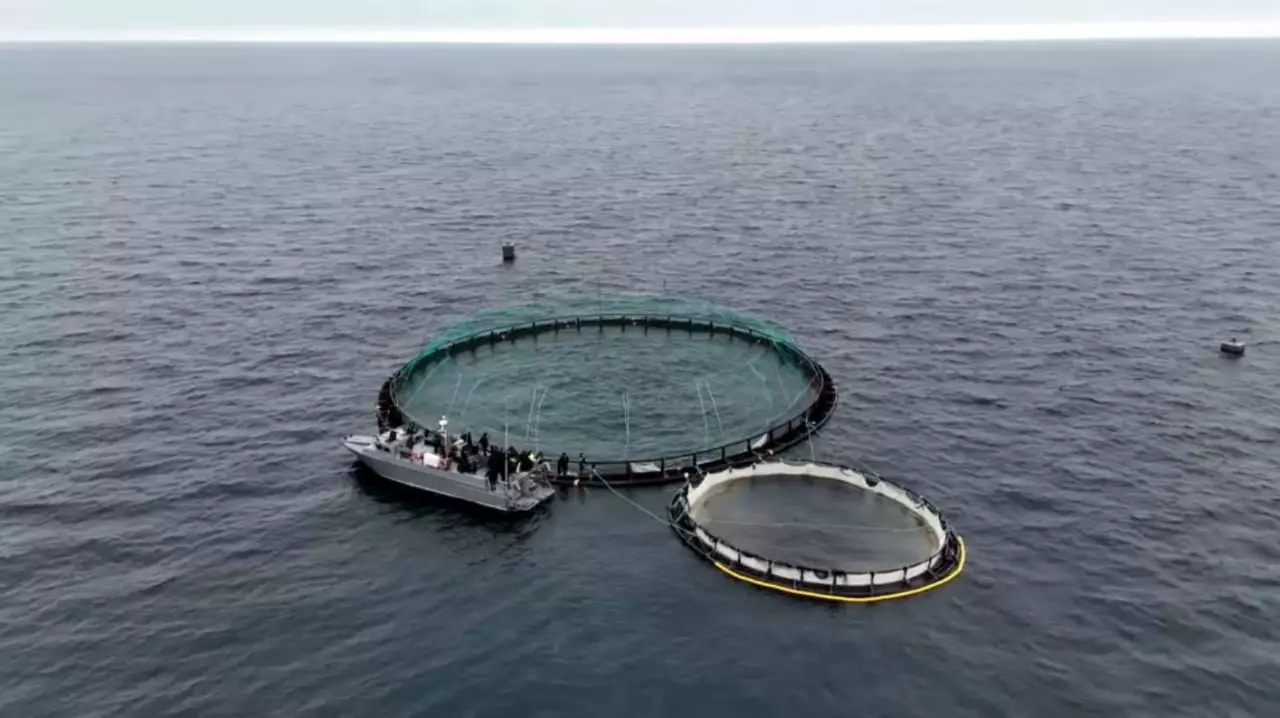 Каспий теңізіне форель шабақтары жіберілді