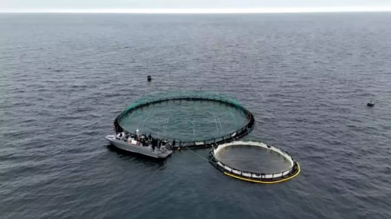 Мальков форели выпустили в Каспийское море