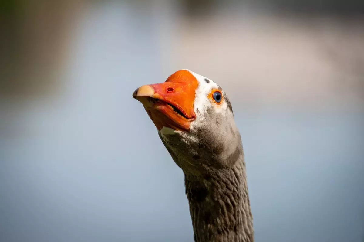 Гусиное мясо без документов пытались тайно вывезти на продажу в СКО