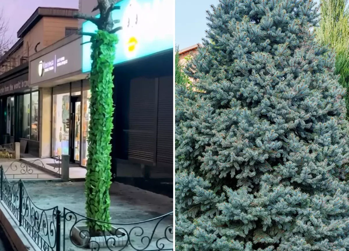 Закрывала вывеску: хозяин кафе варварски изуродовал голубую ель в центре Тараза