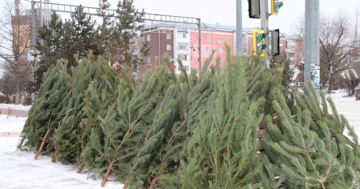  Полиция жаңа жылдық шыршалардың заңды сатылуын тексеріп жатыр 