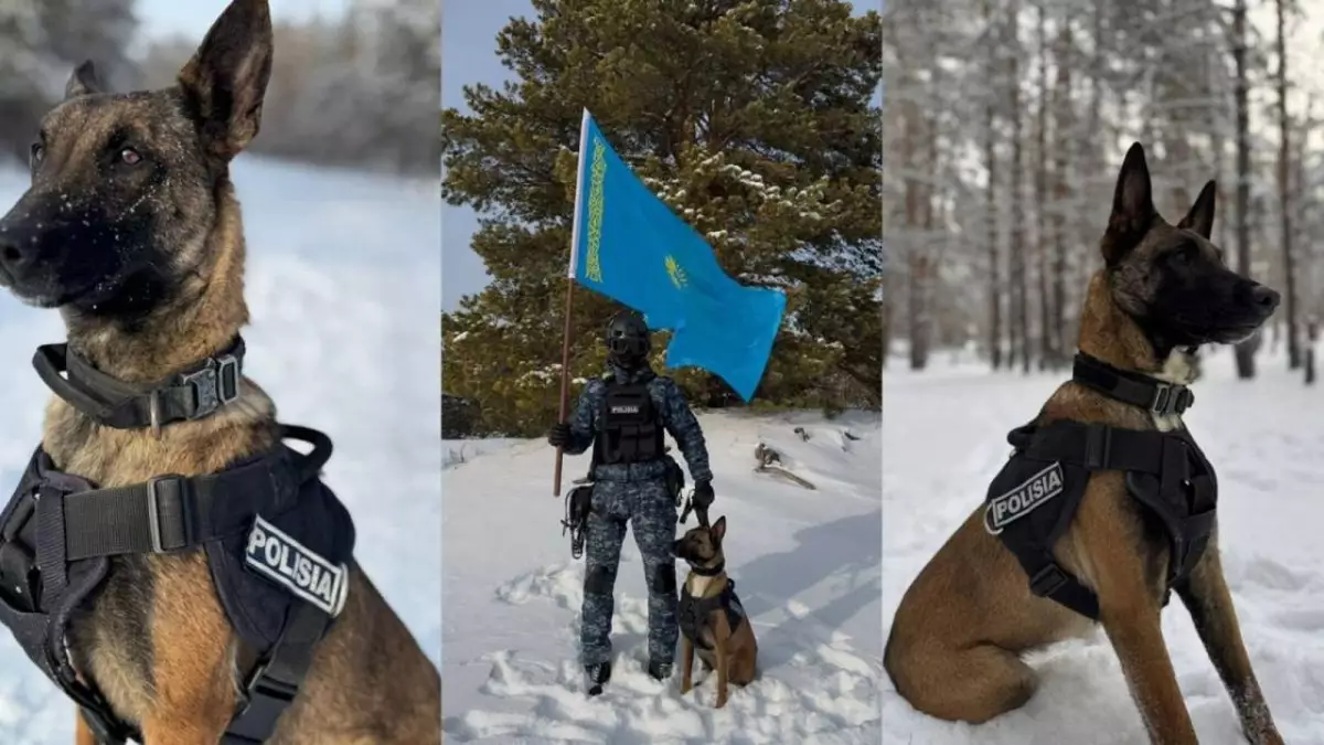 Абай облысында қызметтік иттердің көмегімен 28 қылмыс ашылды