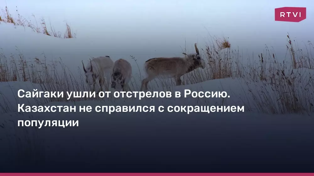 Сайгаки ушли от отстрелов в Россию, Казахстан не справился с сокращением популяции.
