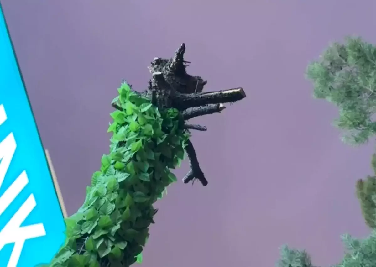 В центре Тараза предприниматель спилил ель, закрывавшую его вывеску