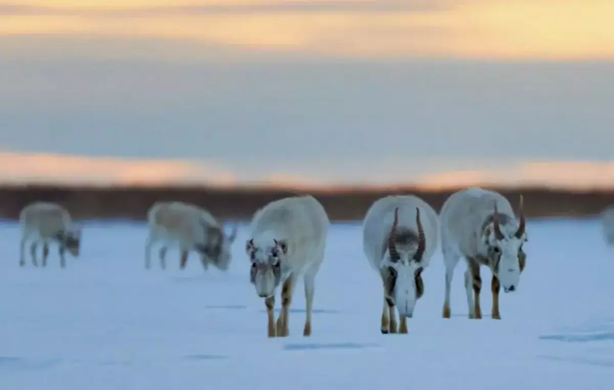 Сайгаки массово бегут из Казахстана в Россию - новости на Lada.kz 16.12.2025