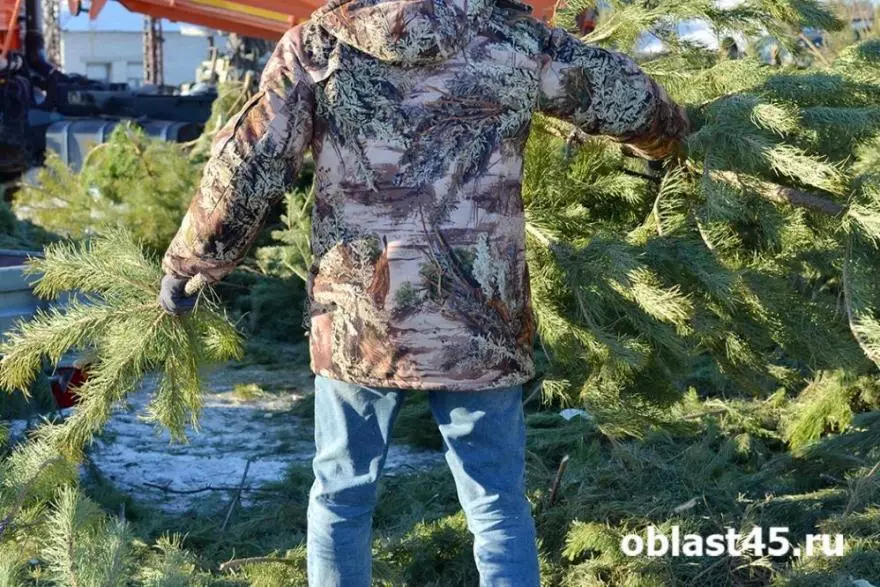 Курганские елки без карантина почти две тысячи деревьев отправили в Казахстан.