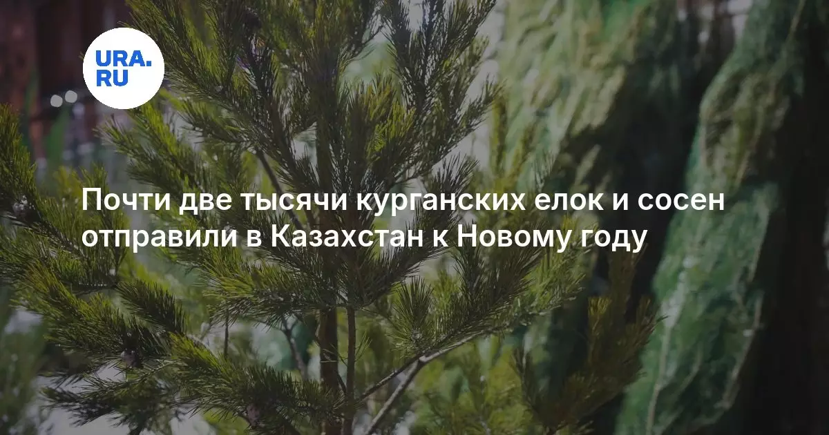 Почти две тысячи курганских елок и сосен отправили в Казахстан к Новому году.