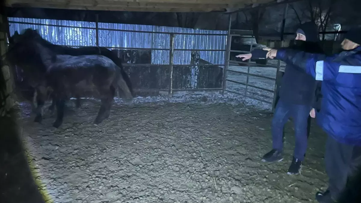 "Соғымға сойылды": Ақтөбелік қарызын өтеу үшін бір үйір жылқы ұрлады